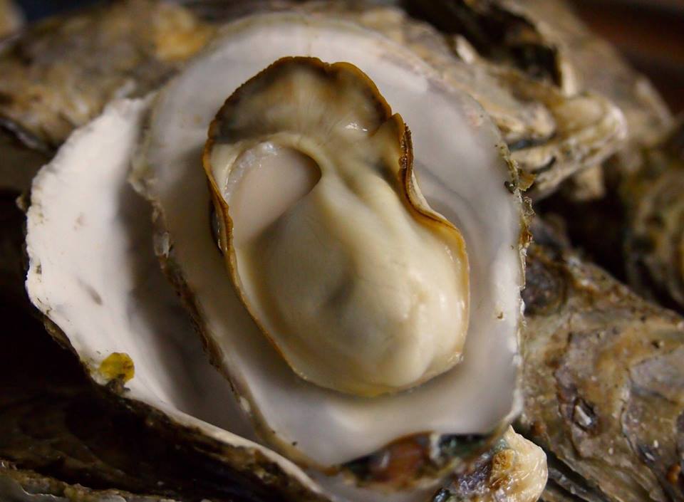 冬季限定【★旬★新鮮牡蠣づくし満腹コース】今年も始まりました！【夕食個室】