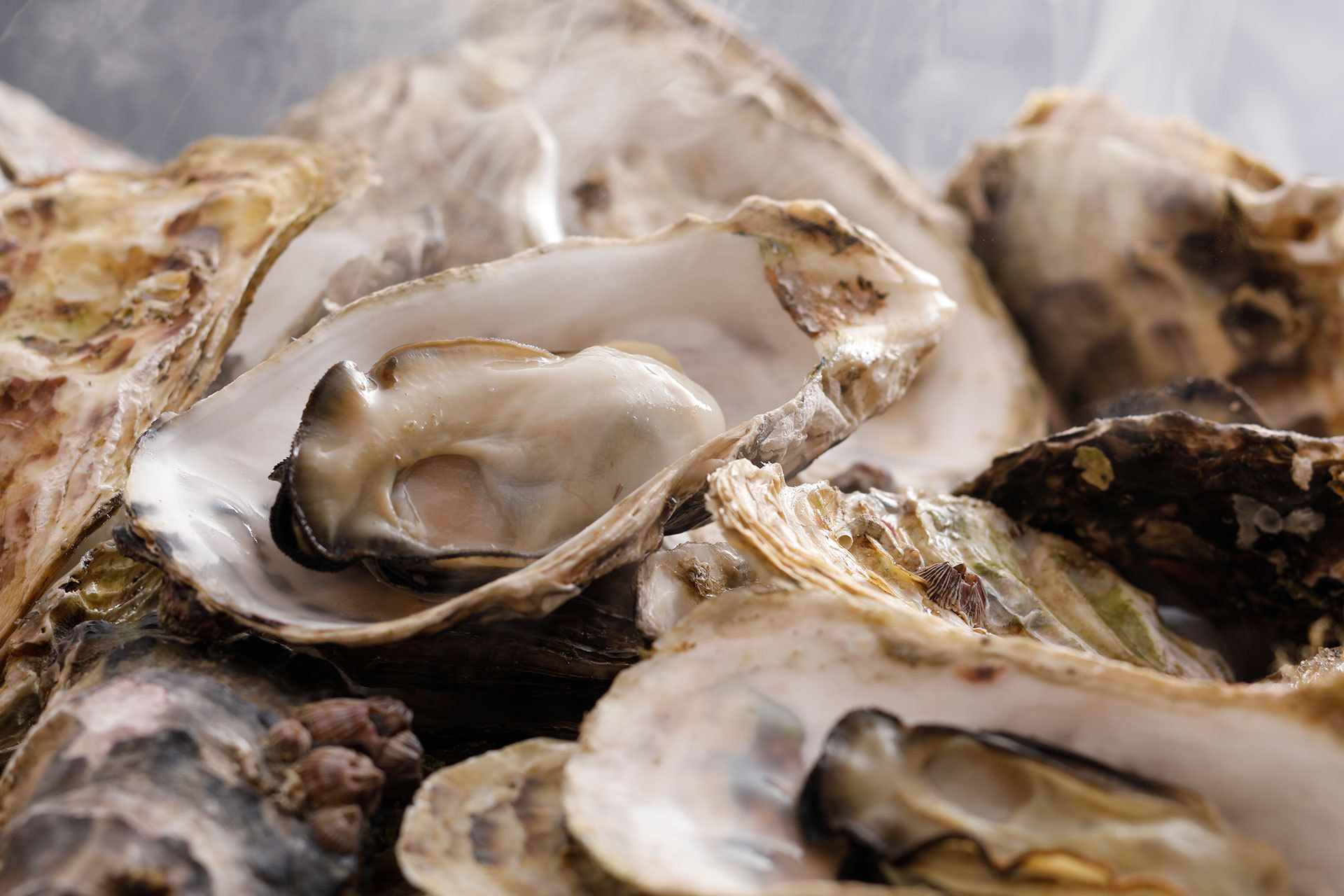 冬季限定【★旬★新鮮牡蠣づくし満腹コース】今年も始まりました！【夕食個室】