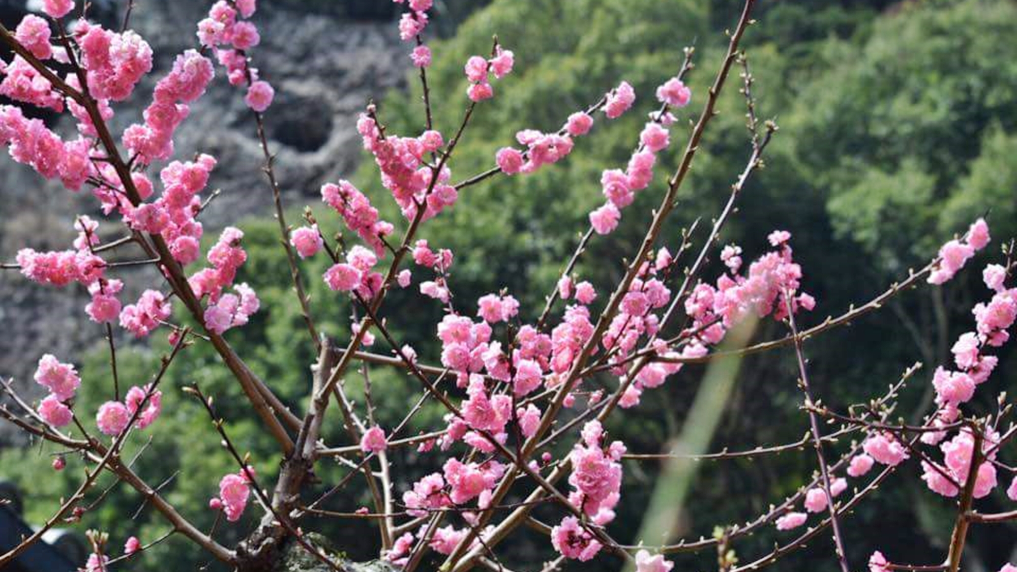 *【宝山寺梅】