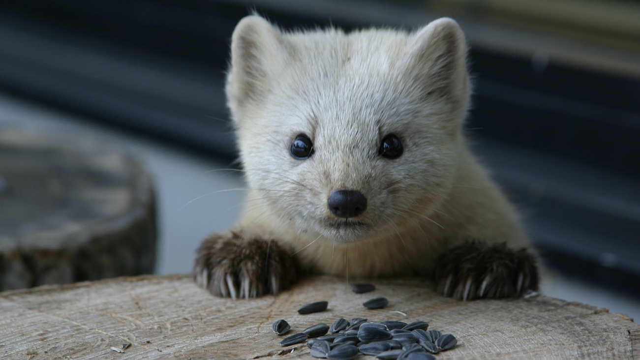 【1泊夕食付】グレードアップ◆「恵みの森の温泉ご馳走プラン」（朝食なし）