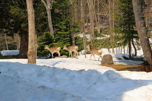 【1泊2食付】和みの森絶品しゃぶしゃぶプラン