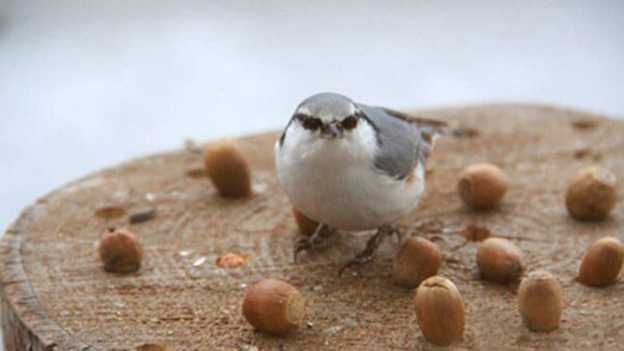 【周辺】ロビー前に遊びに来た、ゴジュウカラ