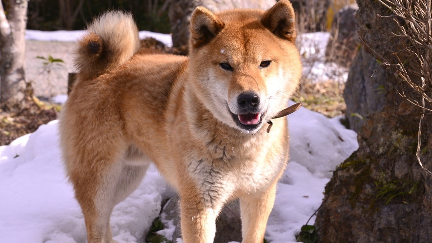 *看板犬