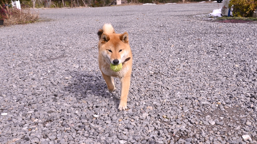 *看板犬