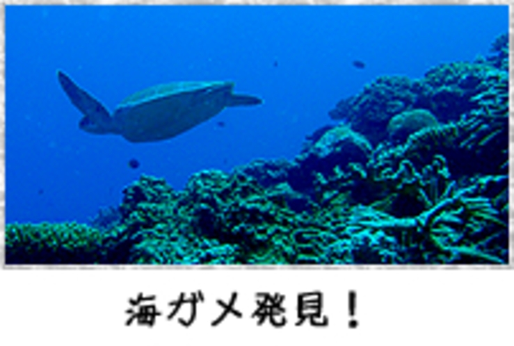 海ガメ発見！