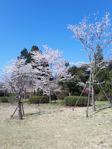 あさぎり山荘庭の桜
