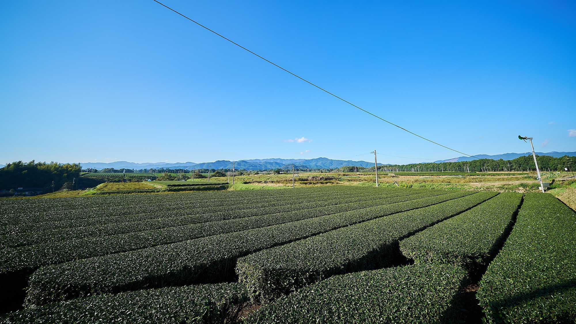 ・【周辺】一面に広がる茶畑。お茶の栽培も盛んです