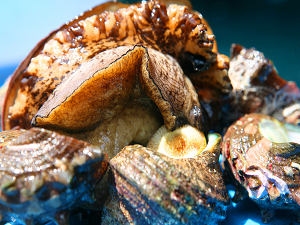 Turban shell and abalone