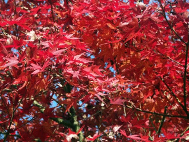 宿の周りの燃えるような紅葉　