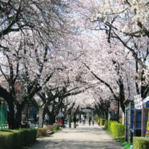 千本松の桜