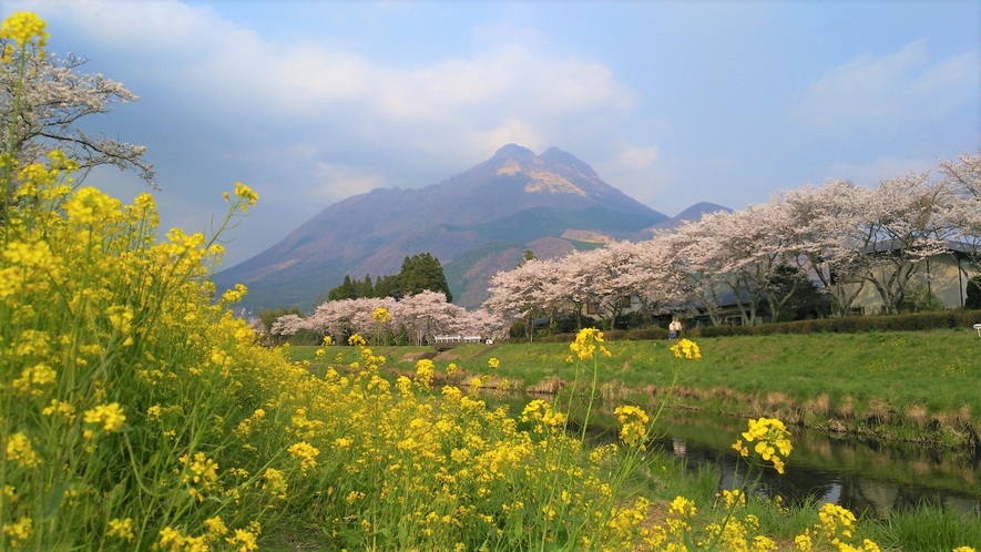 【由布岳】春の由布岳。桜のピンクと菜の花の黄色の美しいコントラストを楽しむことが出来ます。