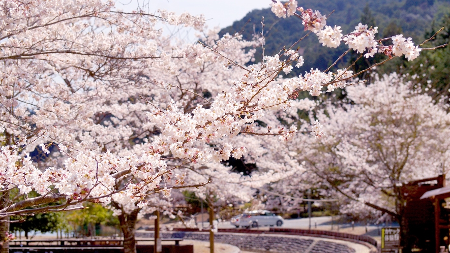*【敷地内】敷地内に咲く桜です。4月初旬頃まで