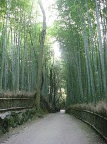 嵐山　竹林の道