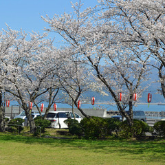 近隣小浜公園のさくら