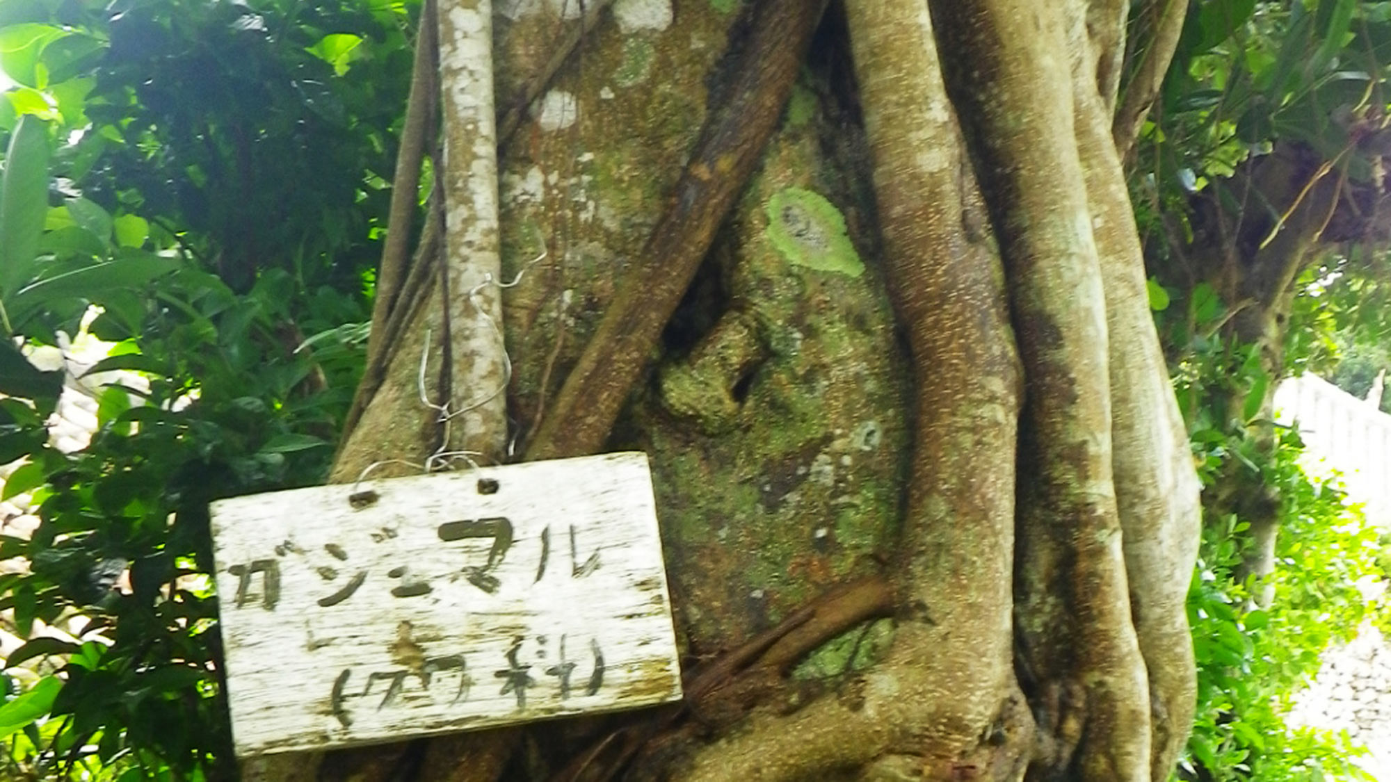 *【島内の風景】精霊が宿ると言われているカジュマルの樹。