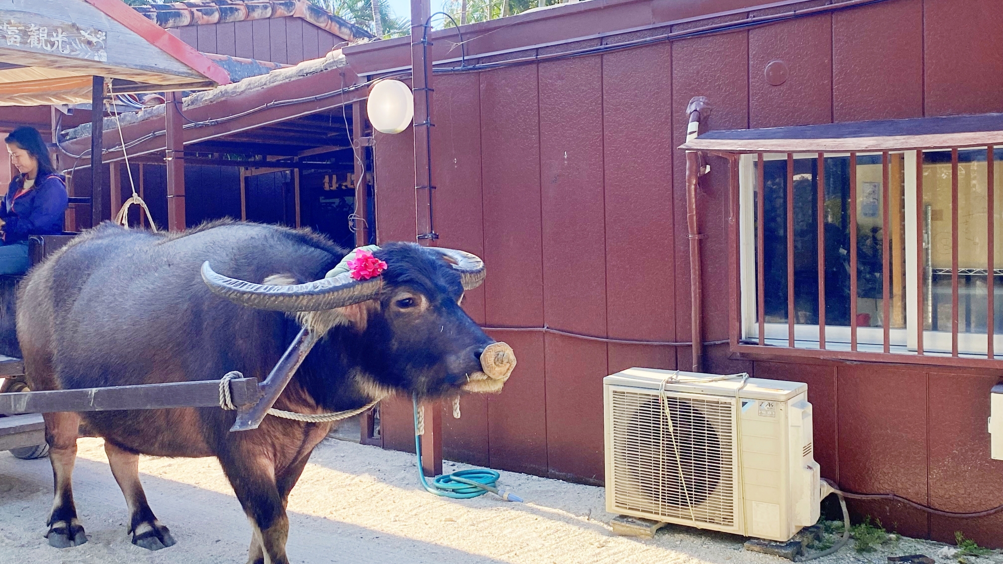 *【水牛車観光】三線を弾きながら、島内の美しい町並みをの～んびり案内してくれます♪