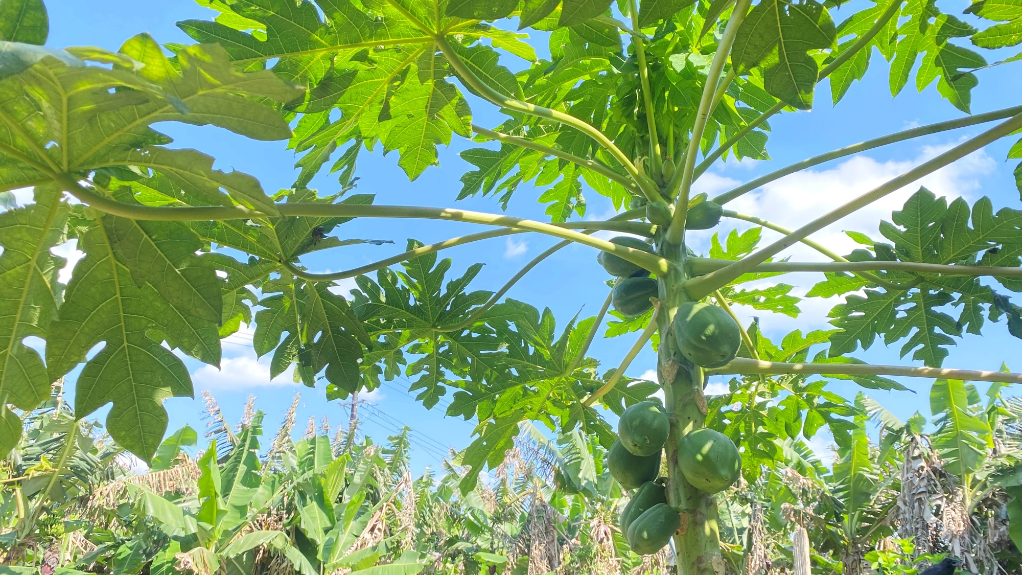 *【自家製パパイヤ】たわわに実るパパイヤは夕食にも使っています♪