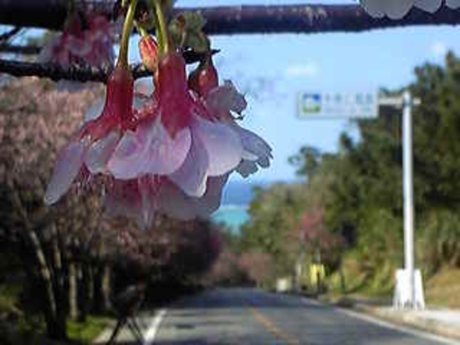 今帰仁グスク桜まつり