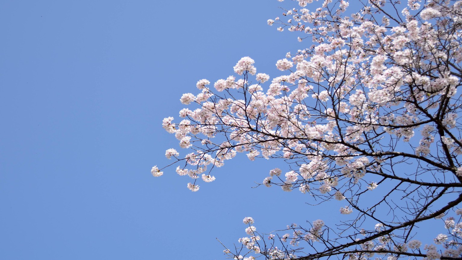 ◆満開の桜