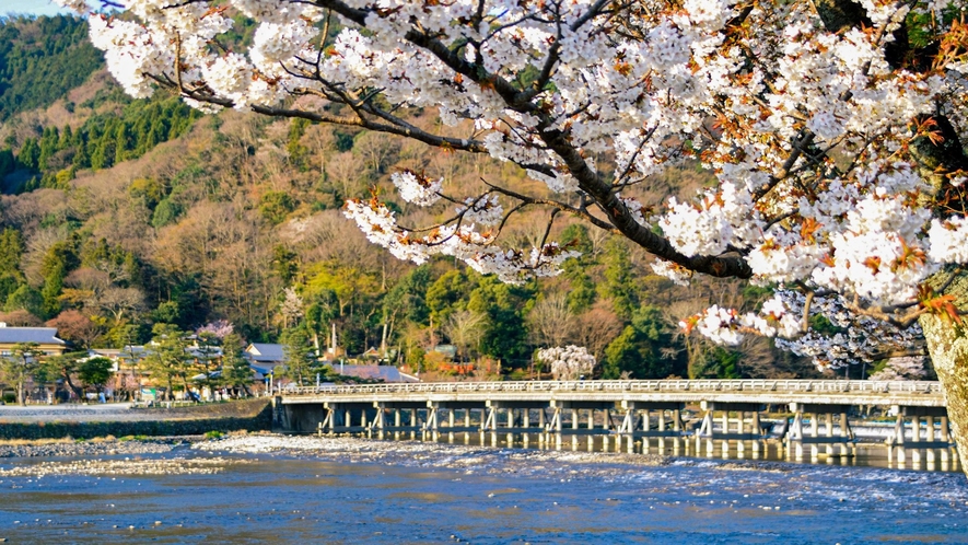 渡月橋　桜