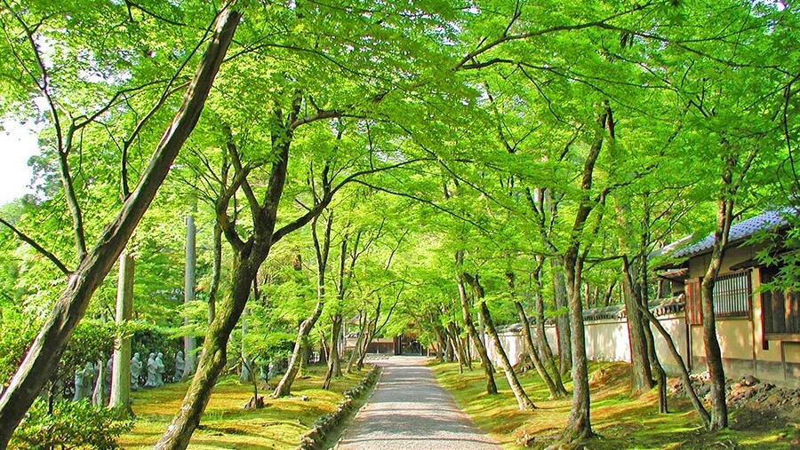 宝厳院（新緑）