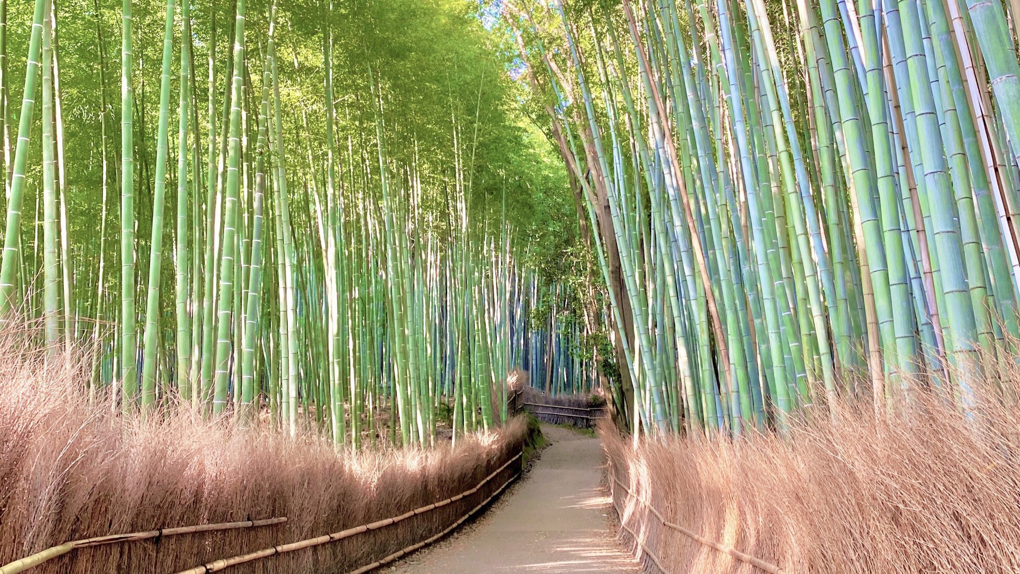 ◆嵐山の竹林の小径