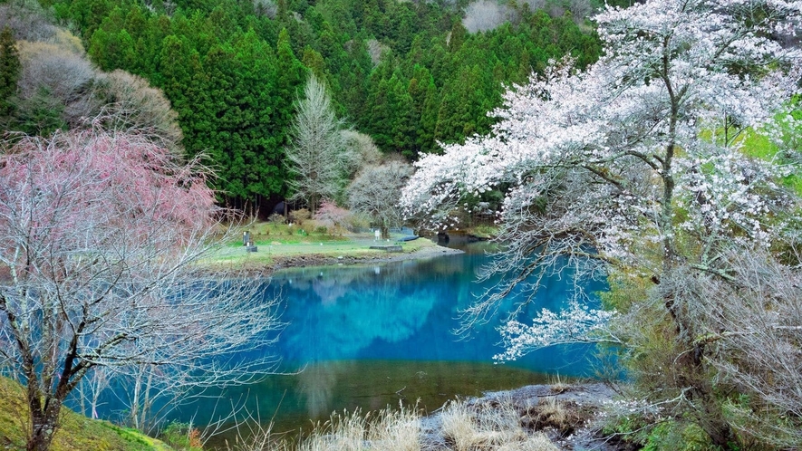 *周辺風景 四万ブルーと桜のコラボレーション！鮮やかなコバルトブルーの湖面に桜が舞う美しさは格別です