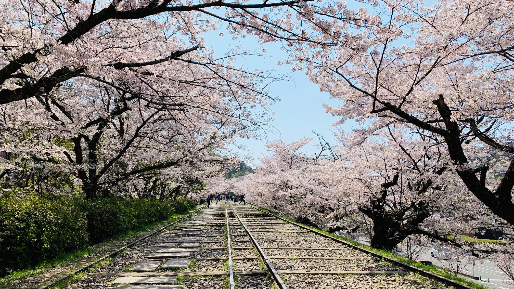 【蹴上インクライン】桜の名所です・ω・)