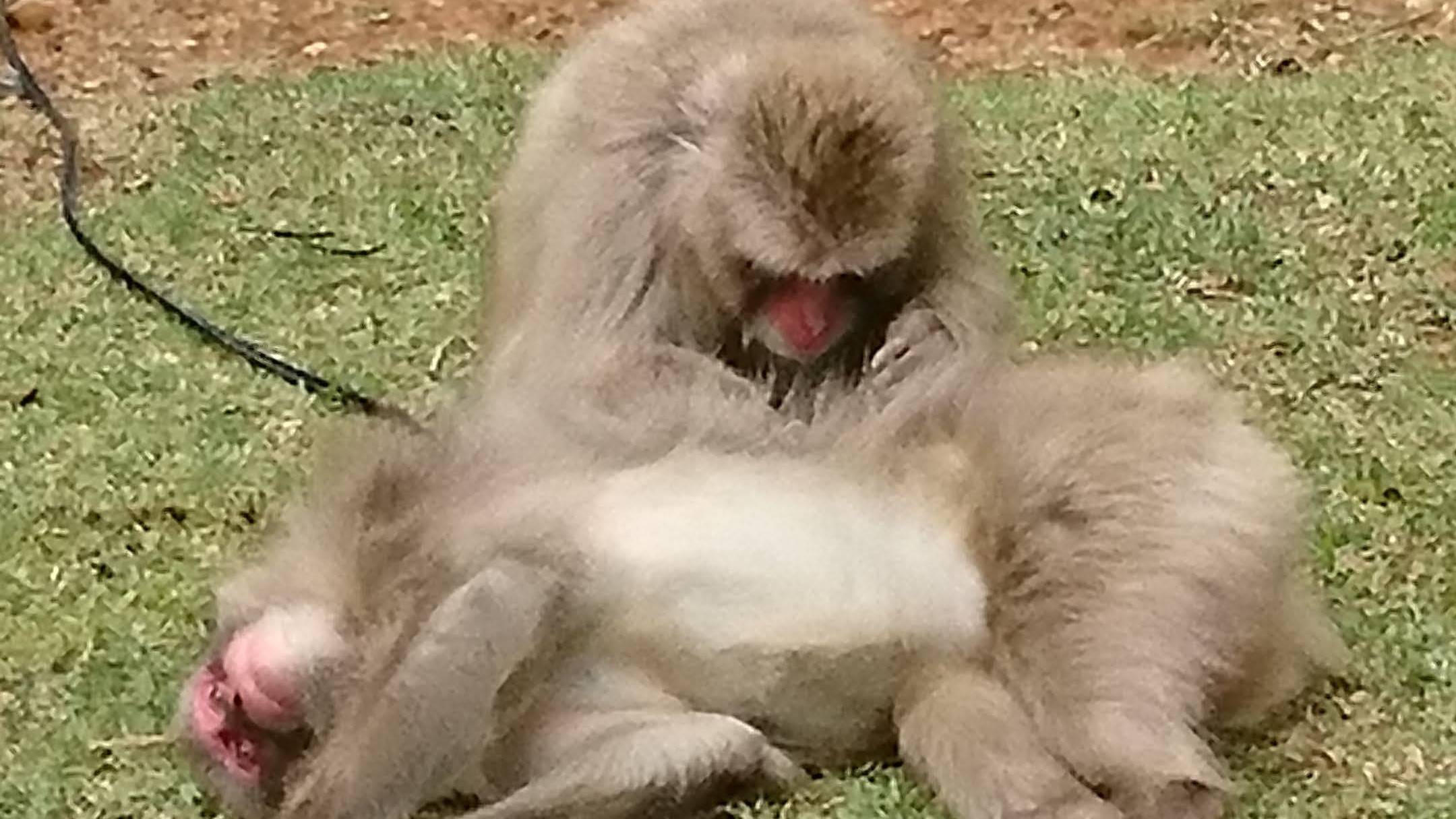 【嵐山】モンキーパークいわたやまの猿は人懐っこい！手の届く距離で寝てたりします（´∀｀）