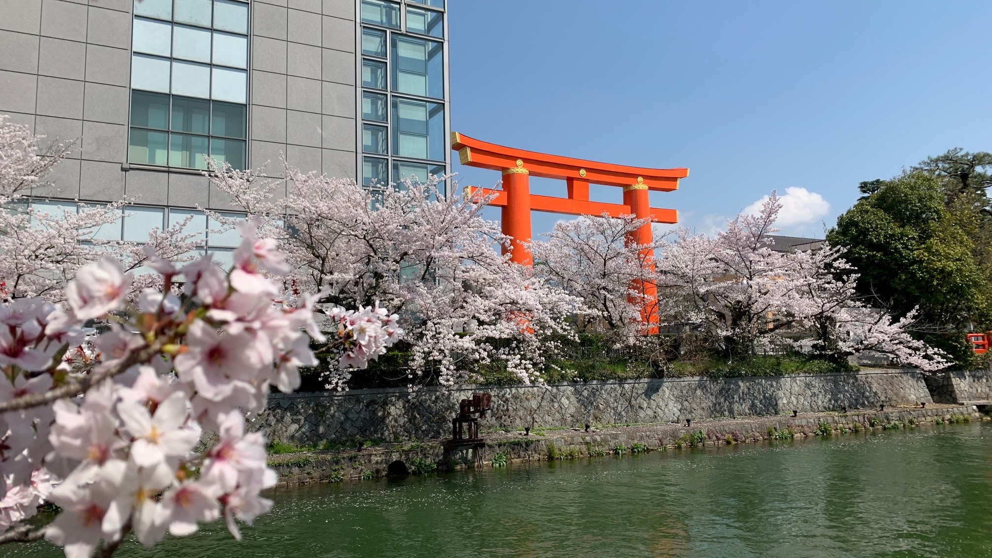 【平安神宮】大鳥居と桜のツーショット！！