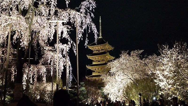 【東寺】桜のライトアップ！