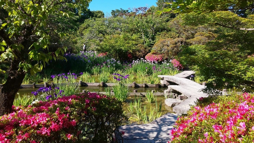 【梅宮大社】神苑はかきつばた、花菖蒲、霧島つつじがキレイ（*´∀`*）