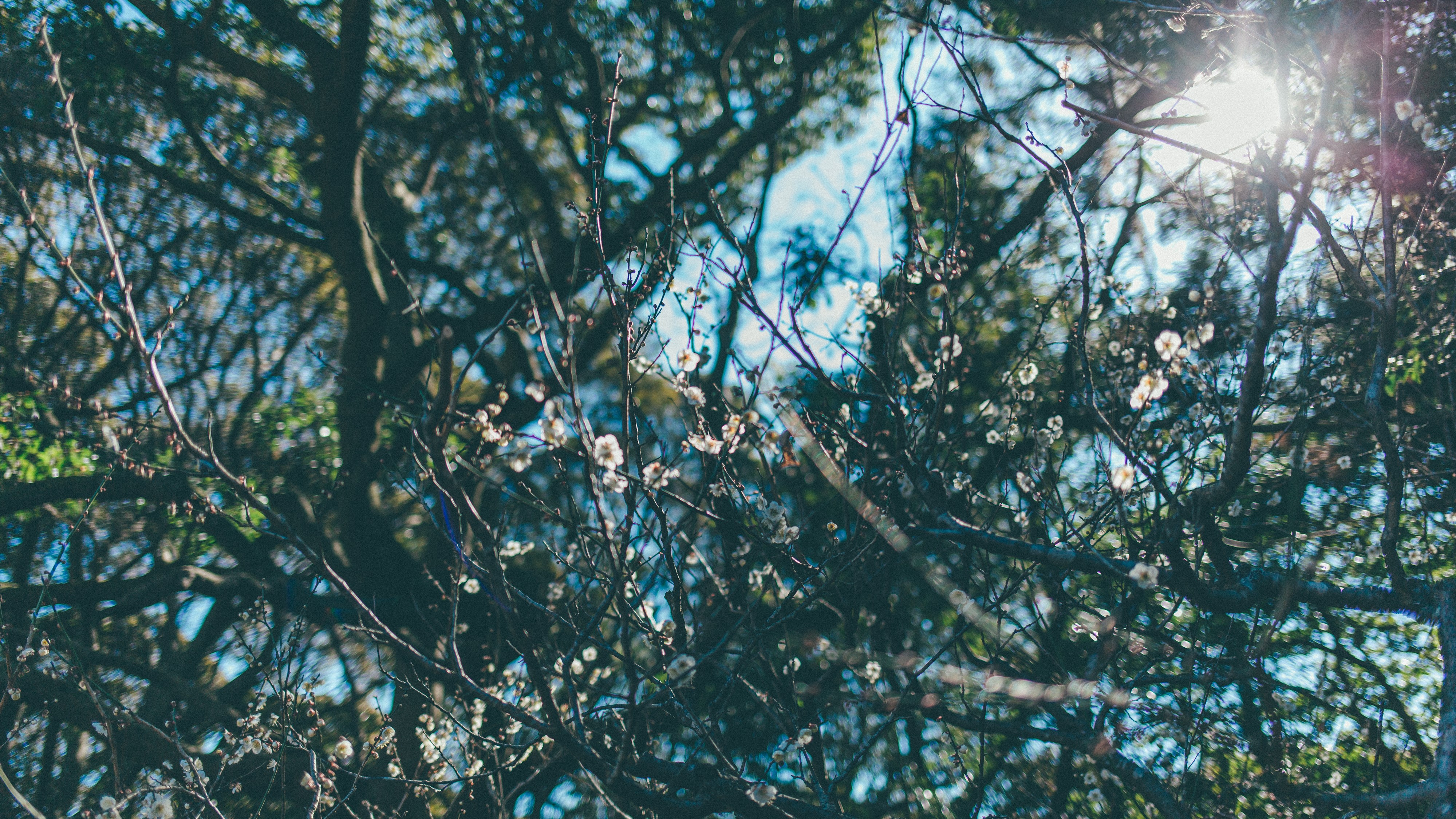 岩本山公園