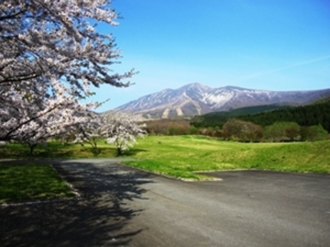 高原桜並木