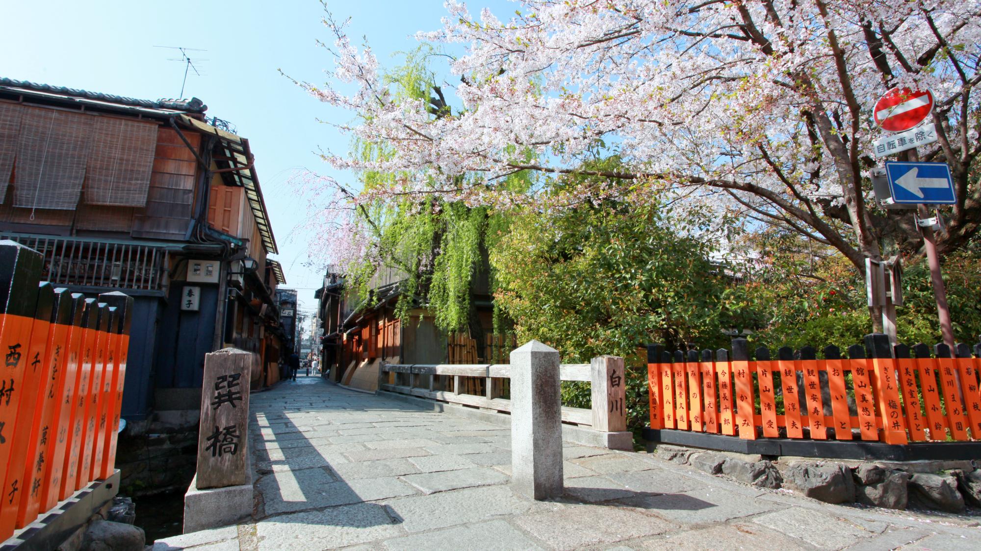 当館近くの京都らしい春の風景、祇園白川の桜。