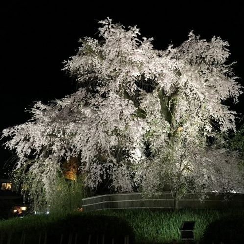 円山公園のしだれ桜♪大勢のお花見客でにぎわいます。当館より徒歩10分♪