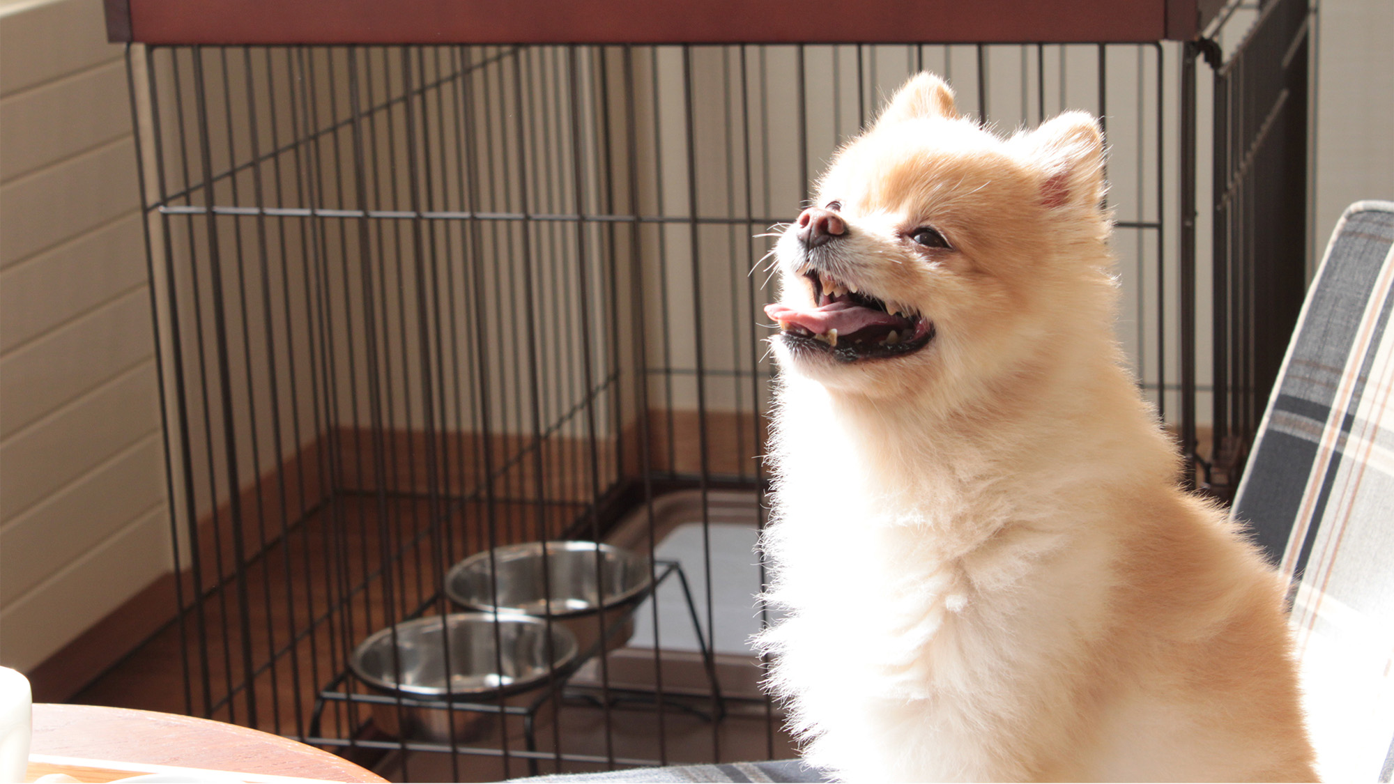 ▼わんちゃんと一緒プラン