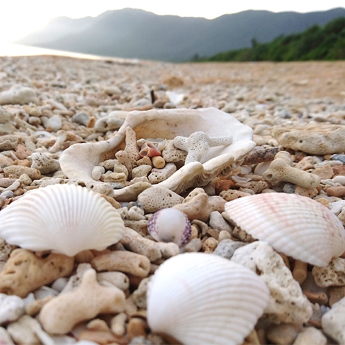 南風見田の浜と貝殻