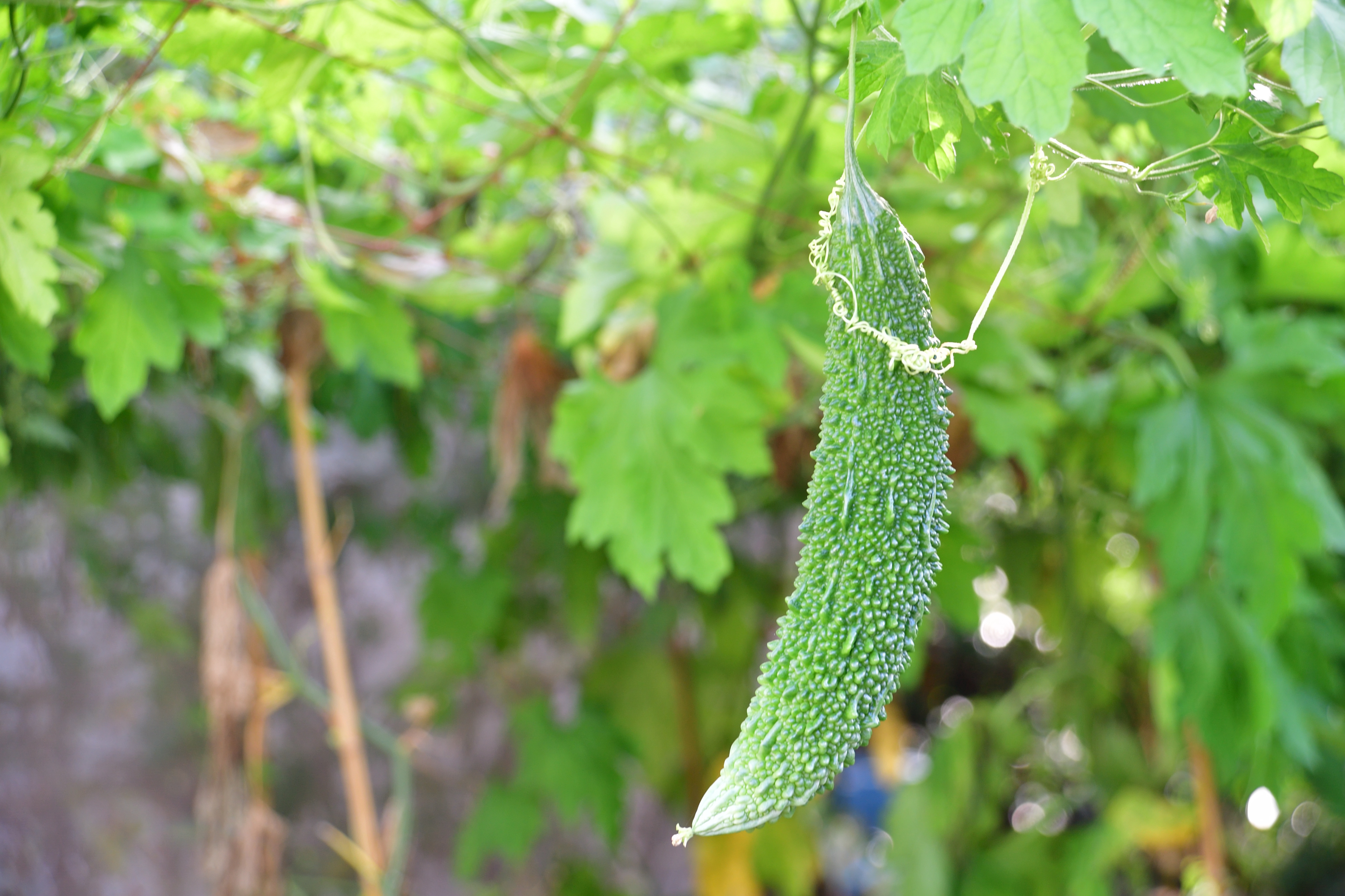 お庭で作った無農薬野菜が食卓に並びます