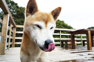 隠れ看板犬、豆柴チャコ☆