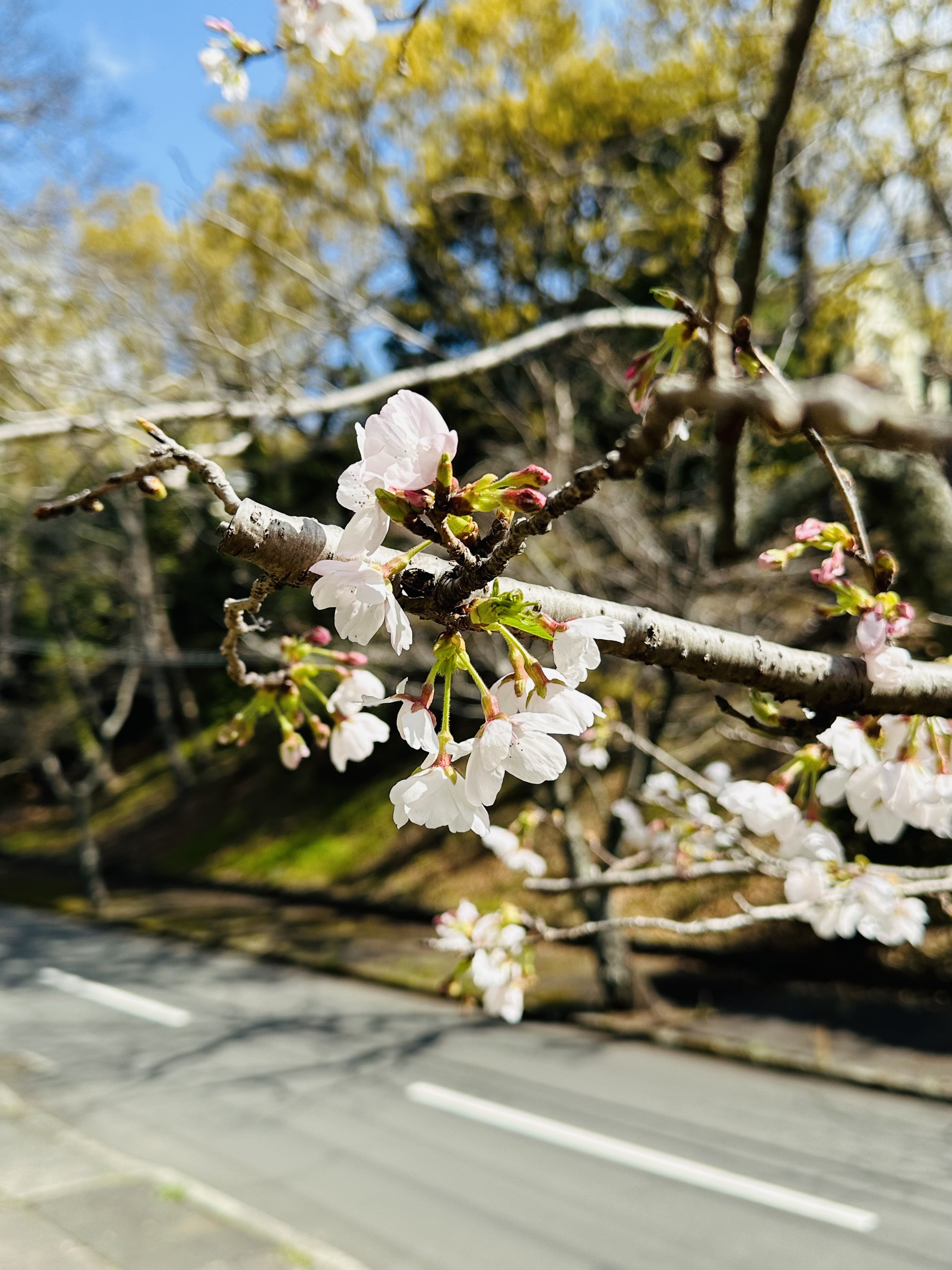 ペンションアロンのサクラ