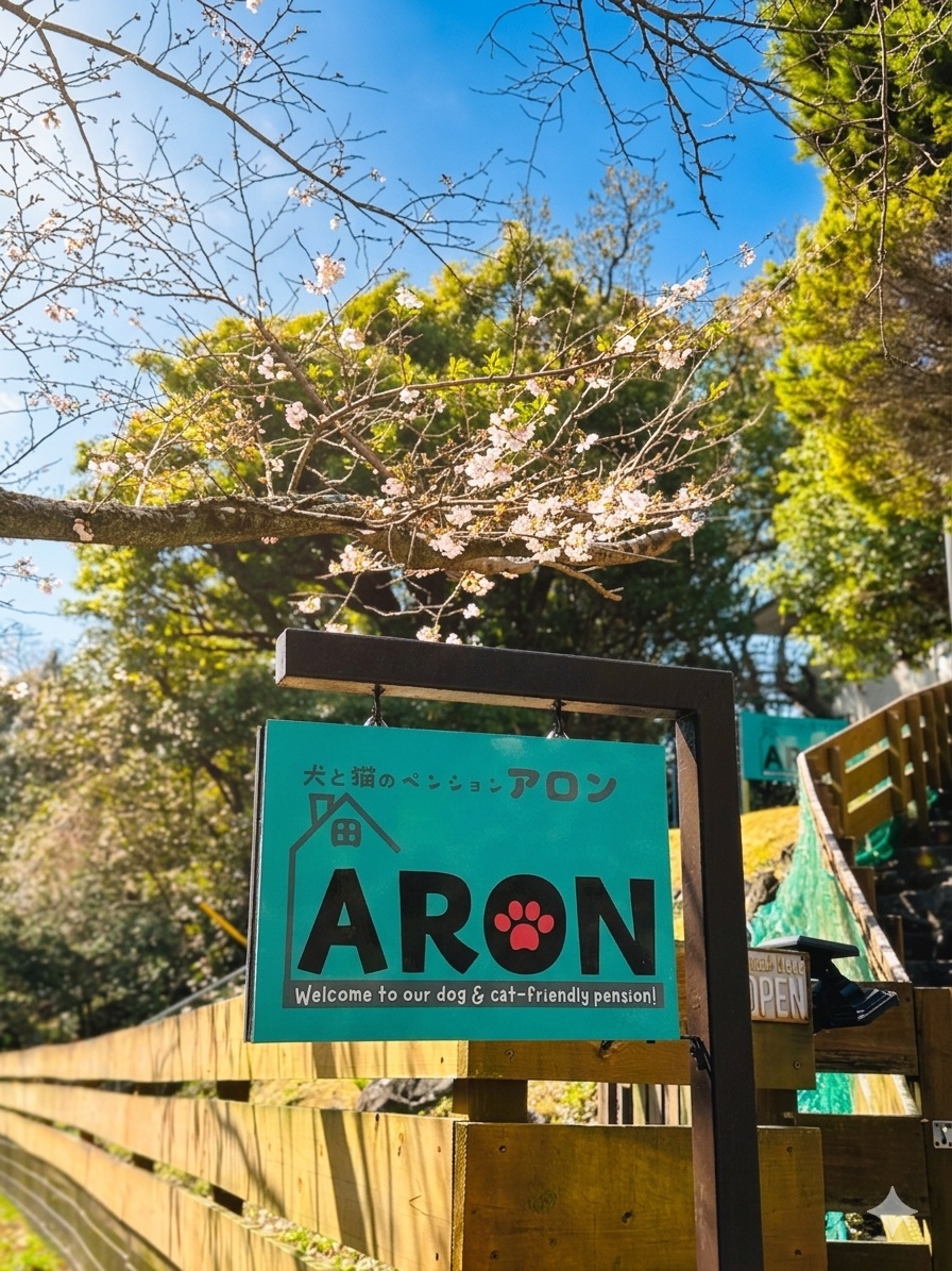 ペンションアロンの桜
