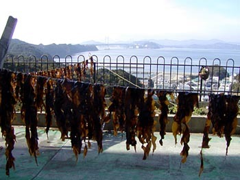 鳴門海峡でとってきた寒生えの天然わかめです。春、今だけの旬の味覚です♪