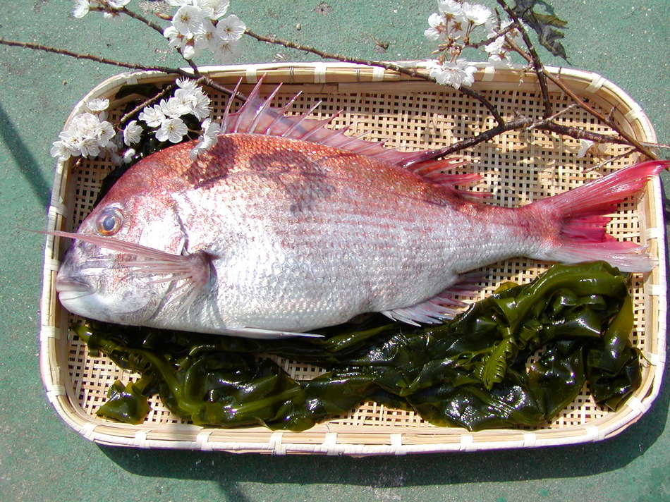 鳴門海峡の激流で育った鯛。お造りで、宝楽焼きでどうぞ♪