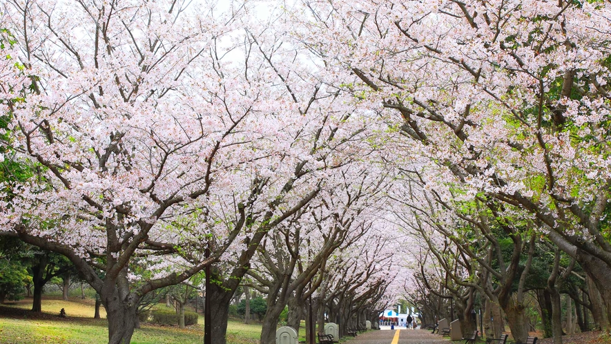 【その他】葛西臨海公園・桜並木