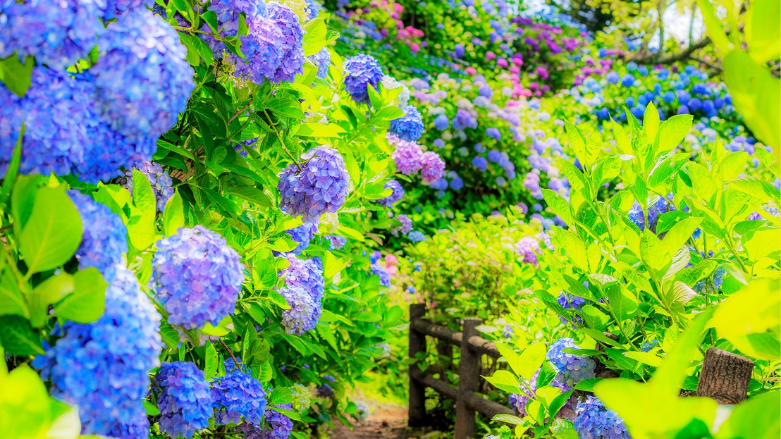 【紫陽花鑑賞】梅雨の彩り！下田を染め上げる紫陽花のきらめき！