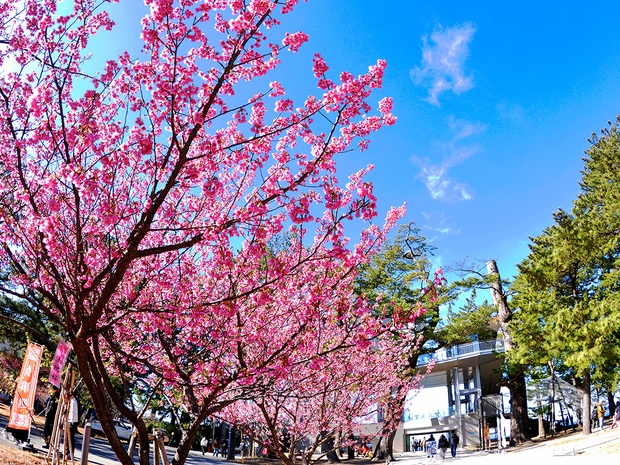 【土肥桜まつり】日本で最も早咲きの桜と温泉旅！1泊2食バイキングプラン