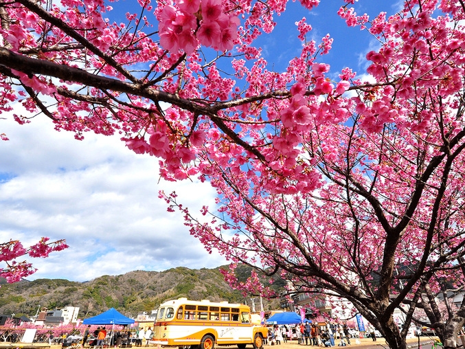 【土肥桜まつり】日本で最も早咲きの桜と温泉旅！1泊2食バイキングプラン