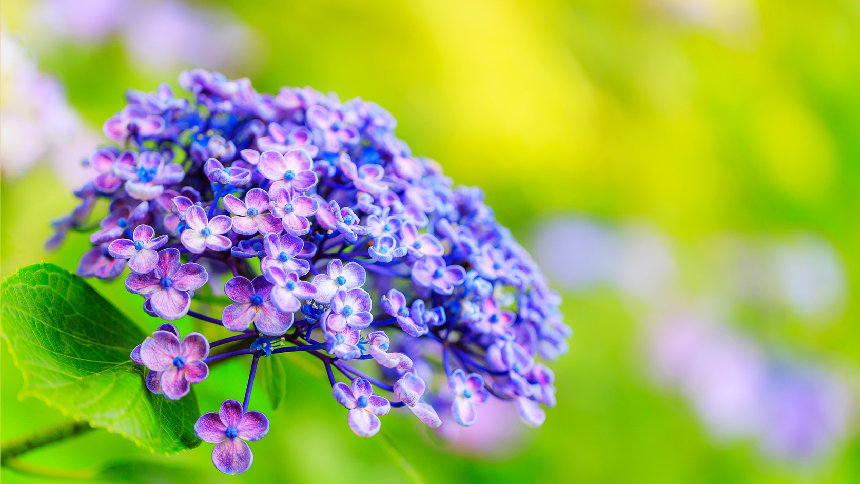 【紫陽花鑑賞】梅雨の彩り！下田を染め上げる紫陽花のきらめき！