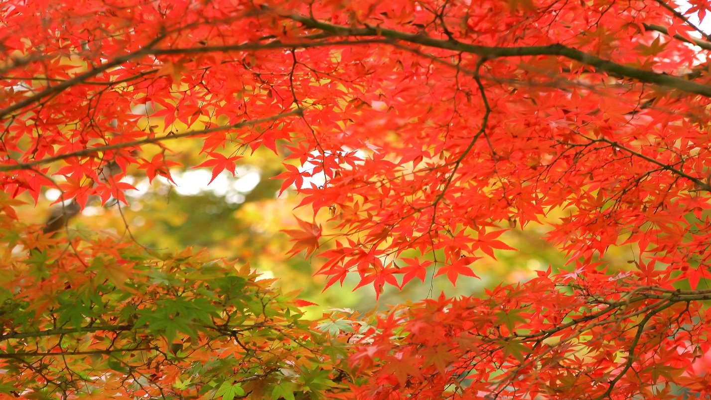 【伊豆の紅葉を見に行こう！】一泊二食＆飲み放題付きバイキングプラン